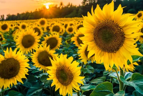 Sunflower