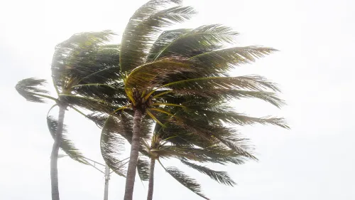 Fotografía de palmeras con fuerte viento poco antes de la llegada de un huracán.