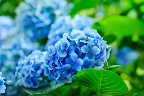 Hydrangea