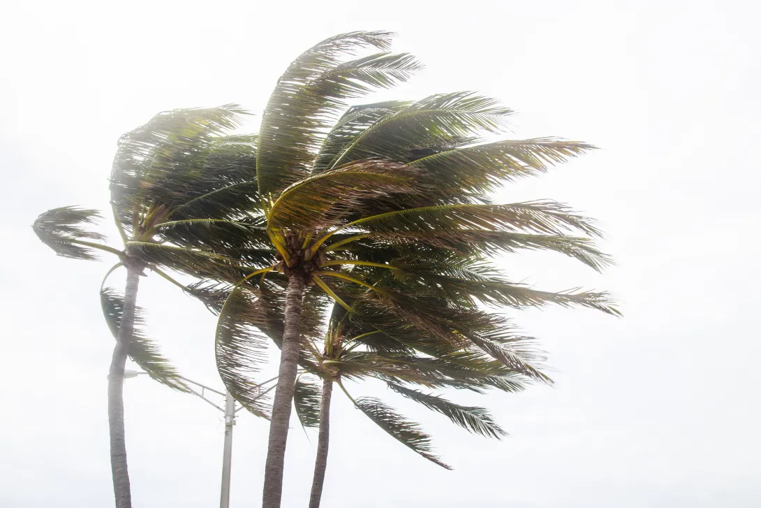 Photo of palm trees in heavy wind shortly before the arrival of a hurricane.
